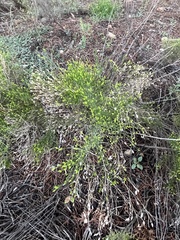 Gutierrezia sarothrae