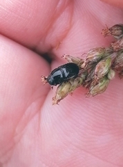 Aphodiinae