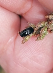 Aphodiinae