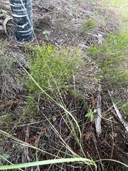 Gutierrezia sarothrae