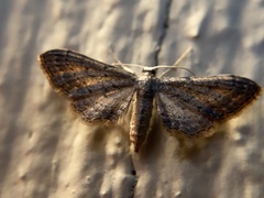 Geometridae