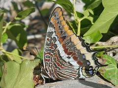 Charaxes jasius