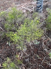 Gutierrezia sarothrae