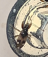 Pseudopamera nitidula