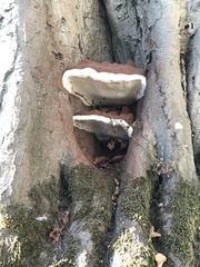 Ganoderma