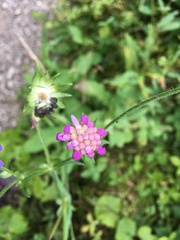 Knautia dipsacifolia
