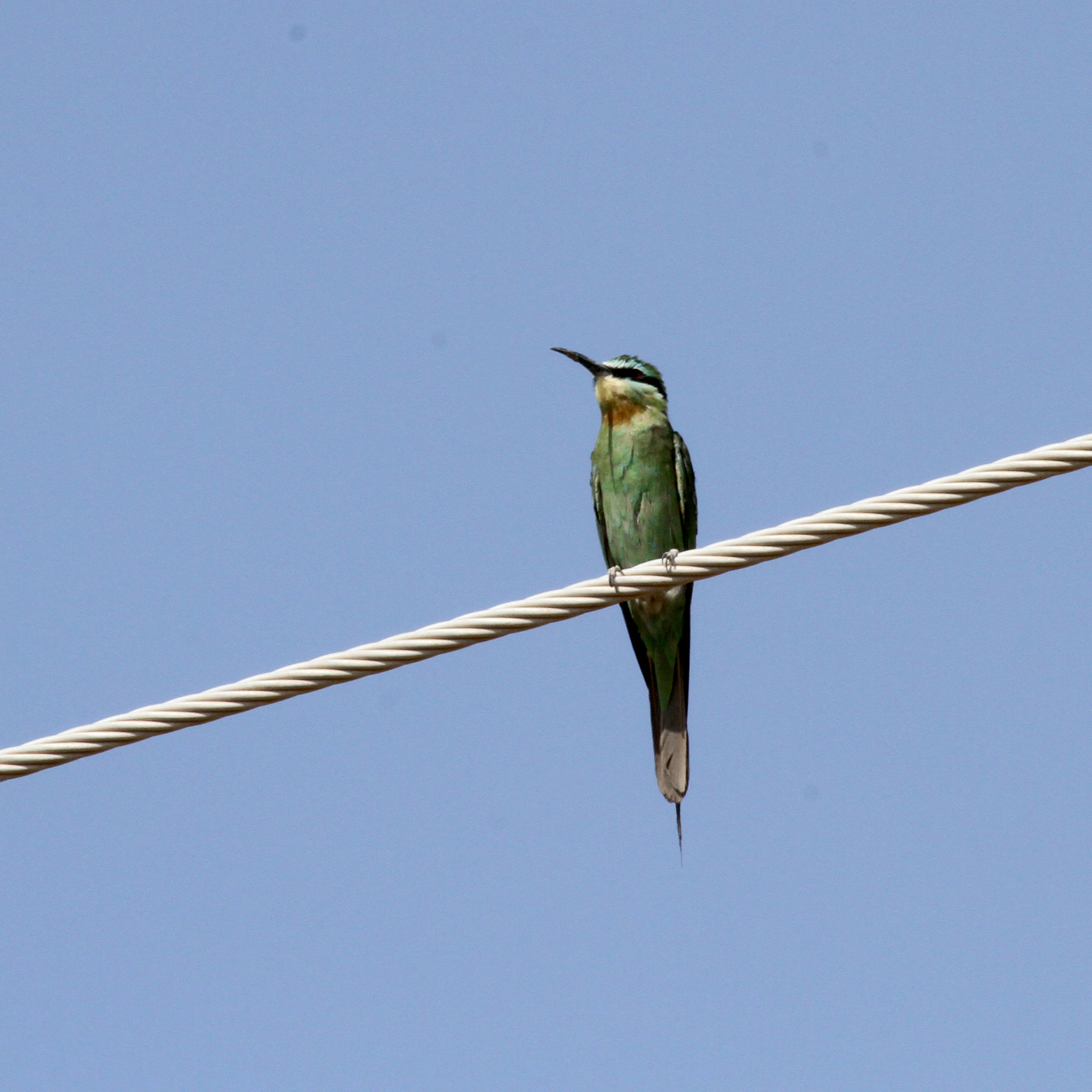 Blue-cheeked Bee-eater