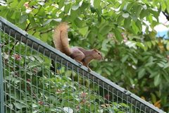 Callosciurus notatus