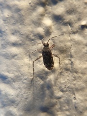 Phytocoris