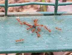 Oecophylla smaragdina