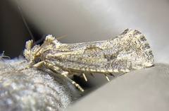 Acrolophus variabilis