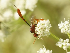 Gasteruption hastator