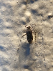 Phytocoris