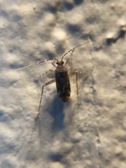 Phytocoris