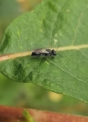 Astata
