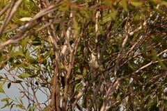 Melithreptus brevirostris