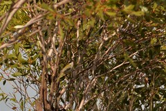 Melithreptus brevirostris
