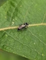 Astata