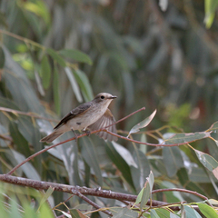 Muscicapa striata