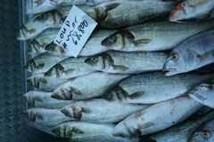 Dicentrarchus labrax