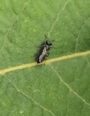 Astata