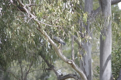 Egretta novaehollandiae