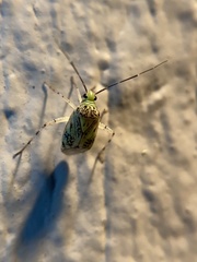 Taedia marmorata