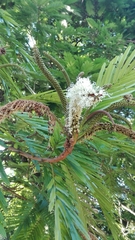 Pentaclethra macroloba