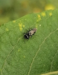Astata