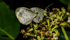Leptosia nina
