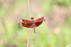 Neurothemis fulvia