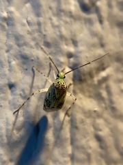 Taedia marmorata