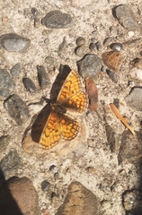 Melitaea phoebe