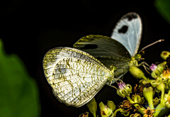 Leptosia nina