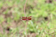 Neurothemis fulvia