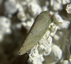Acinopterus