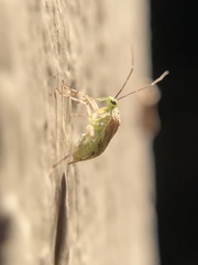 Taedia marmorata