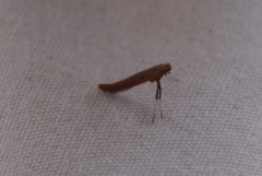 Caloptilia invariabilis