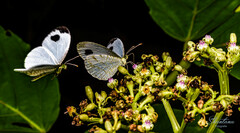 Leptosia nina