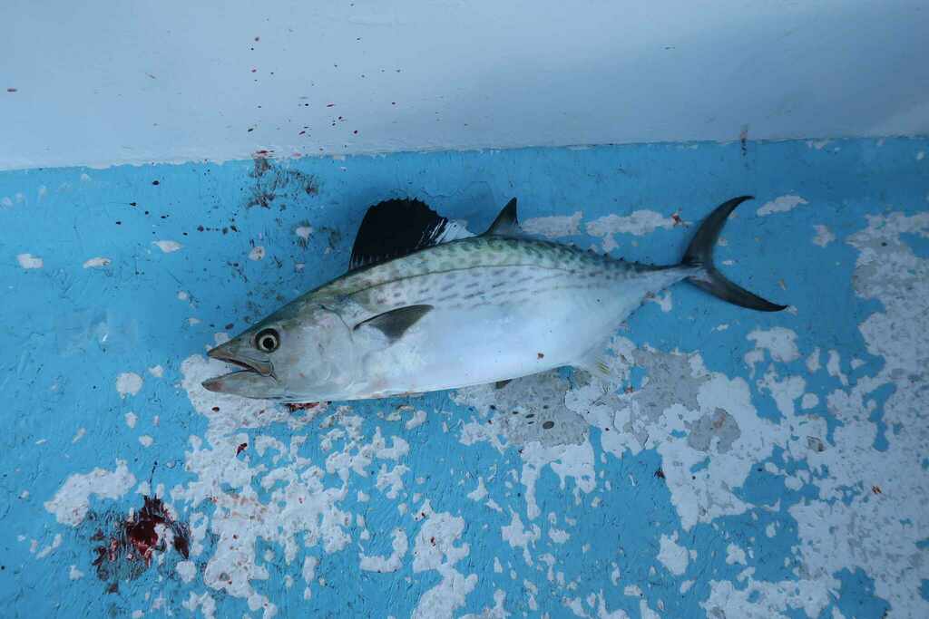 Plain bonito (Orcynopsis unicolor) — Scombridae