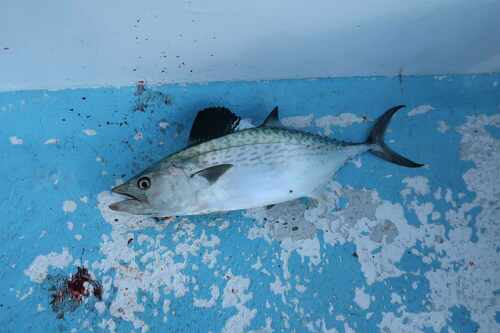 Plain bonito (Orcynopsis unicolor) — Scombridae