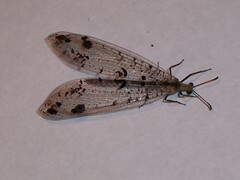 Dendroleon obsoletus