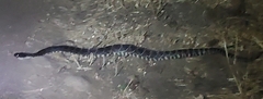Crotalus oreganus helleri
