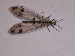 Dendroleon obsoletus