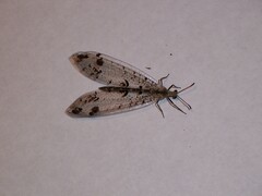 Dendroleon obsoletus
