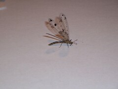 Dendroleon obsoletus