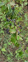 Cornus sanguinea