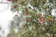 Lichmera indistincta