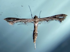 Lantanophaga pusillidactylus