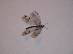 Dendroleon obsoletus